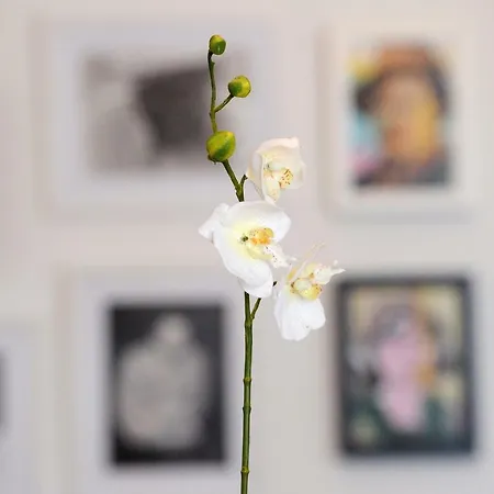 Quinta Do Faial Funchal (Madeira)