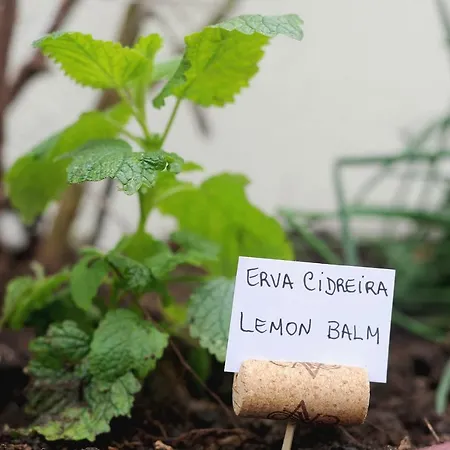 Quinta Do Faial Lejlighed